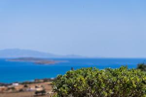 a tree with the ocean in the background at Lagadia Village in Antiparos