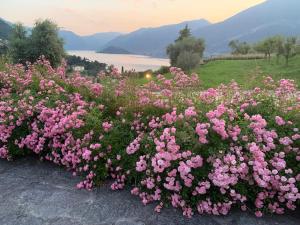 ベッラージョにあるCasa Aureaのギャラリーの写真 +20枚の写真