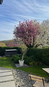 a tree with pink flowers in a pot in a garden at Chambre à TROOZ dans magnifique fermette - très calme, jacuzzi - 40 minutes de Spa - Francorchamps in Trooz