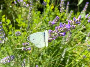 Fotografie z fotogalerie ubytování Château de Courtry v destinaci Sivry-Courtry
