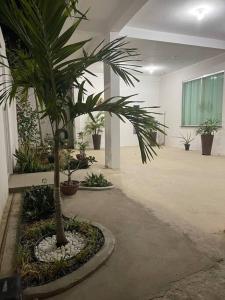 una palma in una stanza con piante in vaso di Casa - período do festival a Parintins