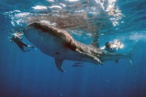 Ein Mann, der neben einem Walhai im Wasser schwimmt. in der Unterkunft Crystal Nest SunSet View in Holbox
