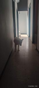 Gallery image of Casa Manuel alquiler de habitaciones en casa compartida in Carmona