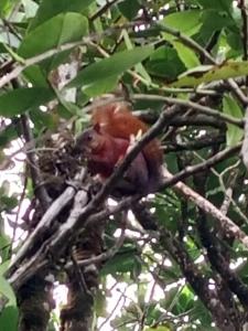 Animales en el hotel cápsula o alrededores