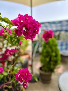 a group of pink flowers in a garden at Студио Виви с двор in Néa Péramos