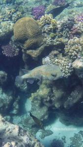 Beach safari nubian resort في مرسى علم: السمك يسبح في الشعب المرجانية