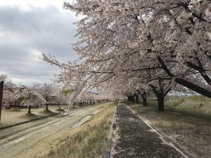 a row of cherry trees in a field with a road at お宿たまや in Nagaoka