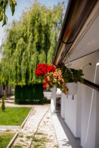 Κήπος έξω από το Mafmaf Tiny Houses