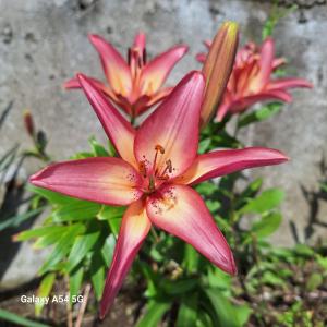 Giardino di David Guest House