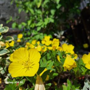 Giardino di David Guest House