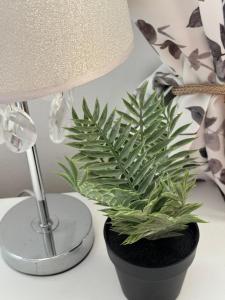 a plant sitting on a table next to a lamp at Apartmani Luciano in Novalja