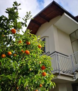 an orange tree in front of a building at Loano Casa Archè villa indipendente con giardino in Loano