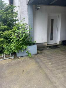 een plant in een pot voor een gebouw bij Struthhof Ferienwohnung in Finsternthal
