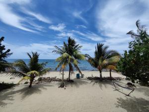 a group of palm trees on a beach with the ocean at Palm & Pelican in Maya Beach