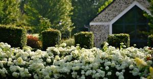 a pile of white flowers in front of a building at Domaine Albizia in Livry