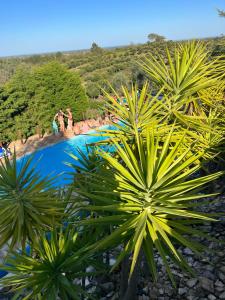 a group of people walking around a pool with palm trees at Moinhos do Paneiro in Santiago do Cacém