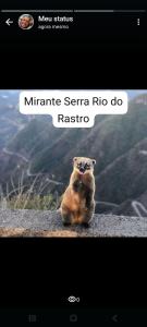 a picture of a squirrel sitting on a ledge at Container com clima de montanha! in Siderópolis