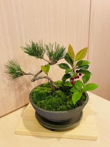 a potted plant sitting on a wooden table at Kyoto Sanjo Ohashi in Kyoto