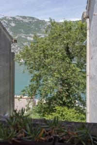 a tree in front of a building with a view of the ocean at Andrea Beachside Apartment in Risan