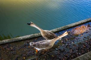 Foto dalla galleria di Hotel Fazenda Encanto a Guararema Altre 21 foto