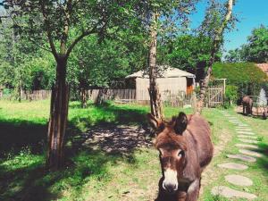 un cavallo bianco e marrone in piedi sull'erba di La yourte du verger d Hellebecq a Silly