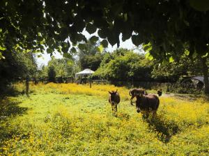 due cavalli che corrono in un campo di fiori di La yourte du verger d Hellebecq a Silly Altre 5 foto