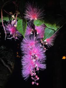 Un jardín fuera de 漫調子 Roaming Life B&B