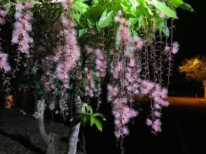 Un jardín fuera de 漫調子 Roaming Life B&B