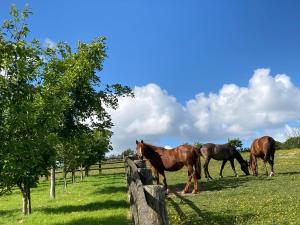 three horses grazing in a field next to a fence at The Old Dairy With Indoor Pool In Devon in Broadwoodkelly