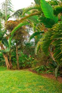 un giardino con palme e erba verde di L’Étoile du Sud a Saint-Joseph