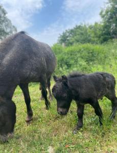 Photo de la galerie de l'établissement Familienhof Funny, à Galenbeck