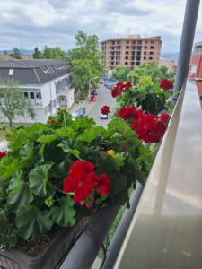 Zahrada ubytování Garni Hotel Ema