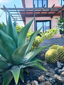 a pineapple plant in front of a building at Casa Topik, Family and Surfhouse in Majanicho +25 photos