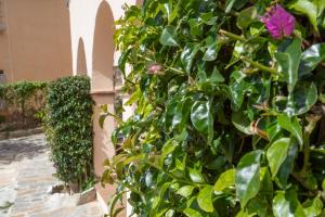Vonkajšia záhrada v ubytovaní Corti Mori Sa Riera Vistas Mediterráneas