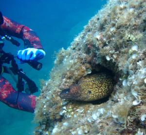 a person in the water next to a reef with a fish at Oriente Camere in San Nicola Arcella