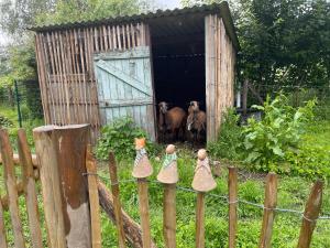a barn with two sheep standing inside of it at Joly Tiny House in Overijse