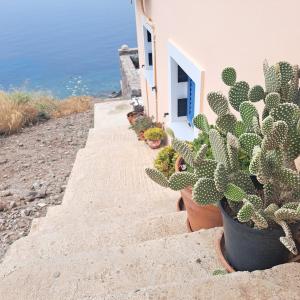 a group of cactuses in pots on a stairway at Ithaca in Perdika