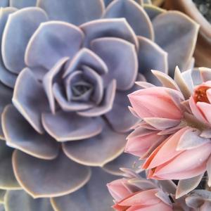 a close up of a succulent plant with pink flowers at Ithaca in Perdika