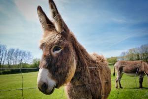 a donkey standing next to a fence in a field at Headgate Farm Camp Site - Pitches Only - Bring your own tent or van in South Molton