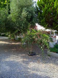 Vonkajšia záhrada v ubytovaní Κυανή Ακτή - Agia Paraskevi