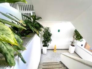 a room with plants on the walls and stairs at Apartamento Edificio calima in San Andrés
