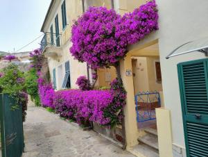 a row of purple flowers on the side of a building at La casa dei Nonni in Cavo