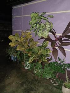 Vian Homestay外面的花园