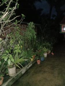 Vian Homestay外面的花园