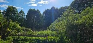 Gallery image of Camping Müritz Nationalpark - Wohnmobilstellplatz in der Mecklenburgischen Seenplatte Strom & Wasser vor Ort in Carpin