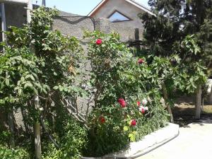 a garden with red roses in front of a house at Дача 2 спальни Центр Шувелян in Şüvǝlǝn