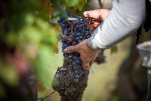 a person is holding a bunch of grapes at Villa Héloïse Hôtel de Charme in Puisseguin +41 photos