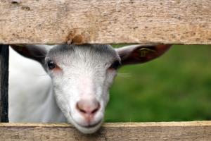 Fotografie z fotogalerie ubytování Farm Resort Geislerhof v destinaci Gerlos