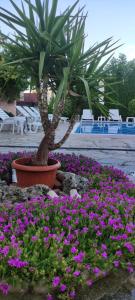 Zahrada ubytování Guest House Palazzo