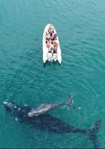 Una ballena y un grupo de personas en un bote en el agua en Complejo Anita Departamento Studio 08, en Las Grutas
